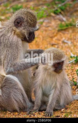 Vervet Affen, grüne Aethiops, Kruger National Park, Mpumalanga, Südafrika, Afrika Stockfoto