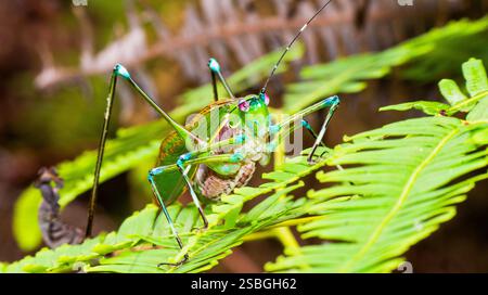 Grasshoper, Sekonyer River, Tanjung Puting Nationalpark, Kalimantan, Borneo, Indonesien Stockfoto