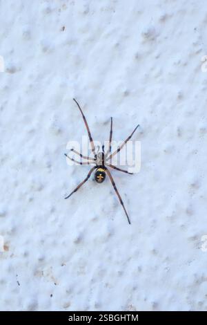 Steatoda grossa, falsche schwarze Widowspinne Stockfoto