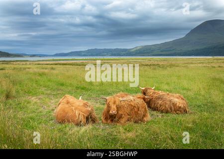 Landschaft mit Highland-Rindern im Gras in North West Highlands, Schottland Großbritannien Stockfoto