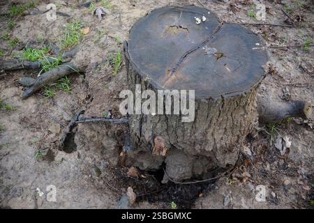 Ein verwitterter Baumstumpf auf der Erde, der sein Alter und seinen Verfall zeigt. Die Wurzeln sind um die Basis herum sichtbar. Stockfoto