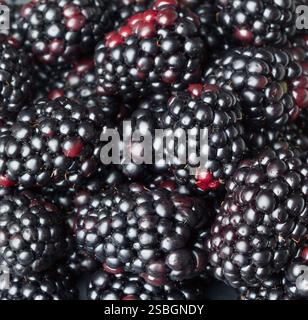 Nahaufnahme von glänzenden, frisch gepflückten Brombeeren Stockfoto