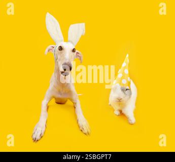 Happy easter Haustiere. spanischer windhund mit Kaninchenohren und Kaninchen. Isoliert auf gelbem Hintergrund Stockfoto