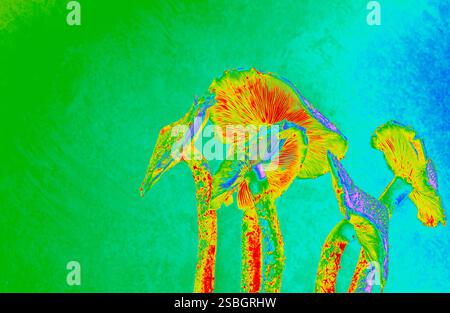 Surreales digitales Kunstwerk mit Pilzen in intensiven thermischen Farben. Helle Blau-, Rot- und Grüntöne schaffen ein Psychedelic. Kopierbereich Stockfoto