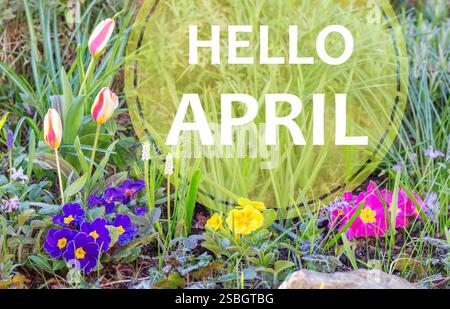 Text Hallo April heißt Frühling willkommen. Hallo April. Grußkarte, warten auf den neuen Frühlingsmonat. Der Garten mit hellen Tulpen und Kerzen schafft farbenfrohe Farben Stockfoto