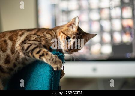 Eine verspielte bengalische Katze ist auf einem Bürostuhl herumtoben zu sehen und zeigt ihren auffälligen Mantel und ihre lebendige Persönlichkeit. Diese charmante Szene fängt die Freude ein Stockfoto