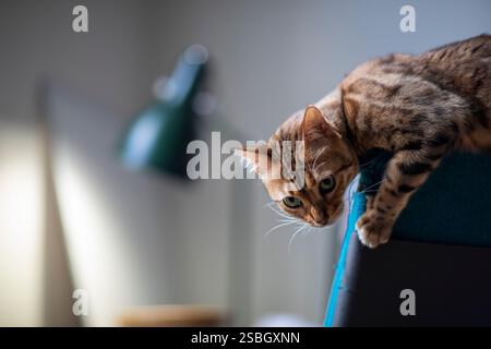 Eine verspielte bengalische Katze ist auf einem Bürostuhl herumtoben zu sehen und zeigt ihren auffälligen Mantel und ihre lebendige Persönlichkeit. Diese charmante Szene fängt die Freude ein Stockfoto