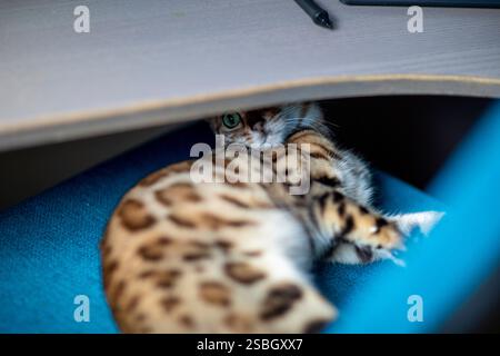 Eine verspielte bengalische Katze ist auf einem Bürostuhl herumtoben zu sehen und zeigt ihren auffälligen Mantel und ihre lebendige Persönlichkeit. Diese charmante Szene fängt die Freude ein Stockfoto