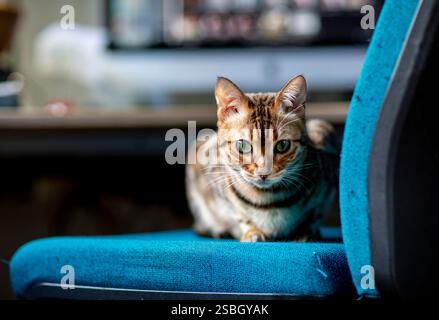 Eine verspielte bengalische Katze ist auf einem Bürostuhl herumtoben zu sehen und zeigt ihren auffälligen Mantel und ihre lebendige Persönlichkeit. Diese charmante Szene fängt die Freude ein Stockfoto