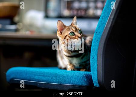 Eine verspielte bengalische Katze ist auf einem Bürostuhl herumtoben zu sehen und zeigt ihren auffälligen Mantel und ihre lebendige Persönlichkeit. Diese charmante Szene fängt die Freude ein Stockfoto