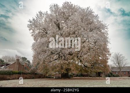 Quercus cerris, die Puteneiche oder österreichische Eiche in städtischer Umgebung im Dezember Frost, Großbritannien Stockfoto