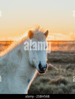 Weißes isländisches Pferd, beleuchtet von goldenem Sonnenuntergang in Südisland. Stockfoto