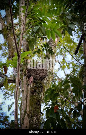 Biennest hängt an den Zweigen des Baumes im Wald. Stockfoto