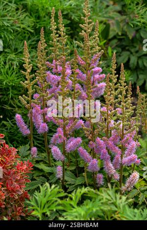 Prächtige astilbe-Blumen im Sommergarten Stockfoto