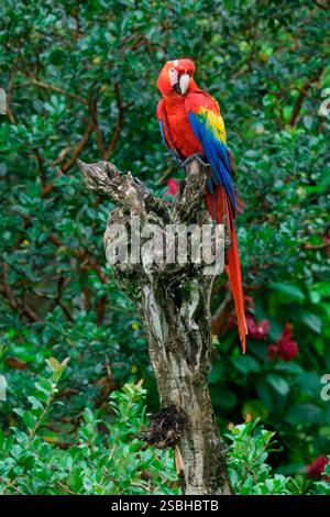 Hybrid Scarlet x Great Green Ara (Ara macao x militaris) auf einem Zweig in Costa Rica Stockfoto