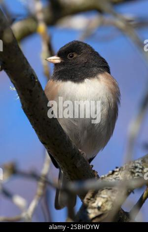 Dunkel-gemustertes Junco (Junco Hyemalis), George C Reifel Migratory Bird Sanctuary, Britisch-Kolumbien, Kanada Stockfoto