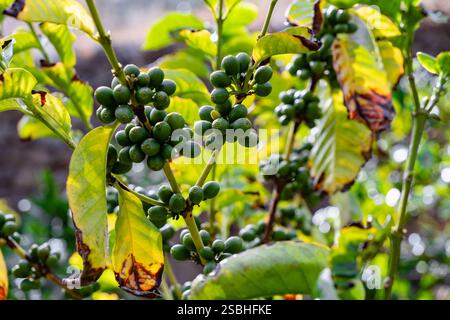 Ein Haufen grüner Kaffeebohnen hängt an einem Baum. Die Blätter sind gelb und braun, die Beeren grün Stockfoto