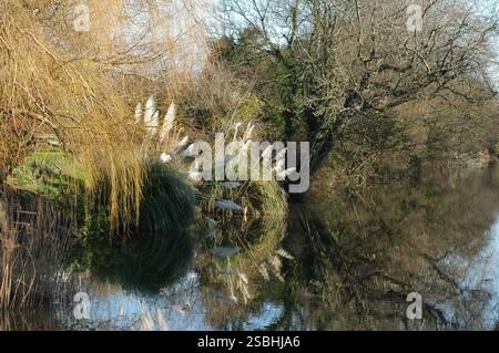 Chichester Canal von Donnignton Bridge, Blick in Richtung Hunston. Reflexionen im Wasser. Anfang Februar. Verwaltet vom Chichester Canal Trust. Stockfoto