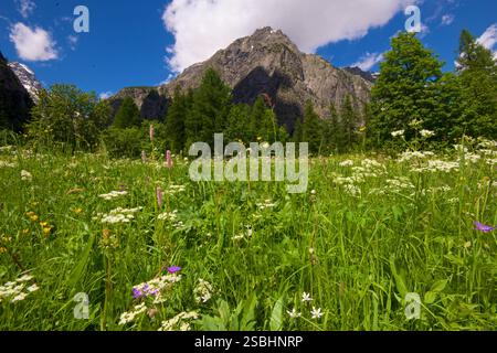 Wildblumen auf einer üppigen Frühsommerwiese, kurz nach dem Schmelzen des Schnees, Ailefroide, Vallouise-Pelvoux, Hautes-Alpes, Frankreich Stockfoto