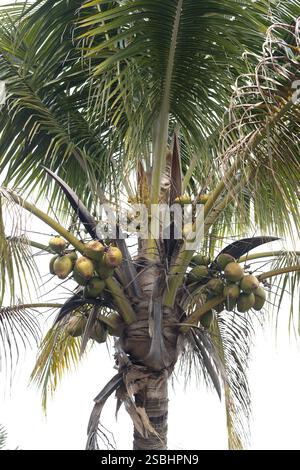 Cocos nucifera - Kokospalme. Stockfoto