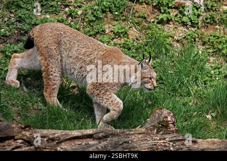 Nahaufnahme eines Luchses, der durch eine Wiese läuft Stockfoto