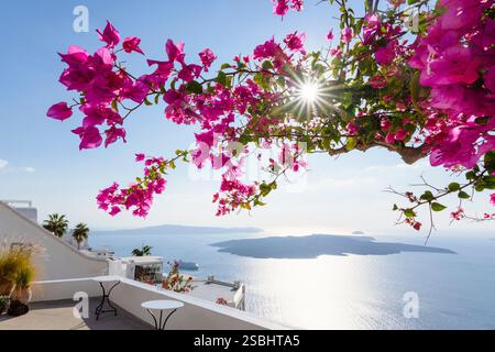 Blühende rosa Bougainvillea vor dem Panorama der Caldera von Santorin, Kykladen, Griechenland Stockfoto
