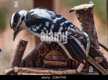 Ein Downy Woodpecker auf dem Hinterhof-Deck. Stockfoto