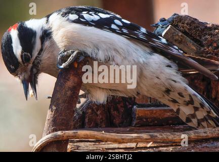 Ein Downy Woodpecker auf dem Hinterhof-Deck. Stockfoto
