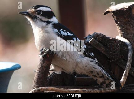 Ein Downy Woodpecker auf dem Hinterhof-Deck. Stockfoto
