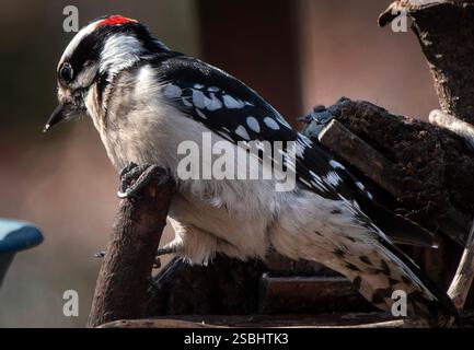 Ein Downy Woodpecker auf dem Hinterhof-Deck. Stockfoto