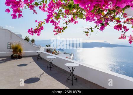 Blühende rosa Bougainvillea vor dem Panorama der Caldera von Santorin, Kykladen, Griechenland Stockfoto
