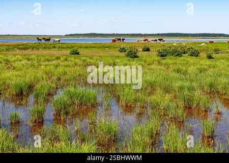 Ein malerischer Blick auf eine Küstenwiese mit hohen Gräsern und flachen Wasserbecken, mit Pferden und Rindern, die im Hintergrund grasen, unter einem klaren blauen s Stockfoto