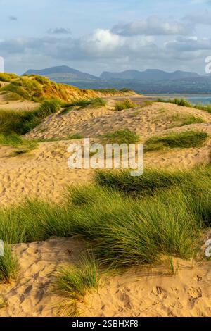 Traeth Llanddwyn ein Strand in der Nähe des Newborough National Nature Reserve an der Südwestspitze von Anglesey in Nordwales mit Bergen von Snowdonia dahinter. Stockfoto