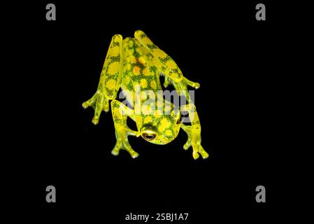 Hyalinobatrachium valerioi, manchmal auch als La Palma Glasfrosch bekannt, im Dschungel Costa Ricas Stockfoto