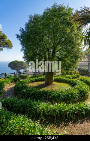 Ein Queensland Flaschenbaum in den Gärten der Villa Rufolo aus dem 13. Jahrhundert in Ravello, Italien. Stockfoto
