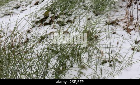 Grünes junges Gras unter dem Schnee. Stockfoto