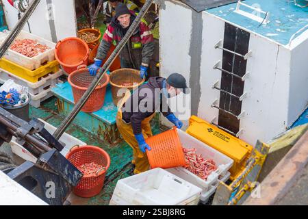 Fischer im Hafen von Troon entladen ihren Fang an Langoustinen, die an diesem Tag frisch gefangen wurden. Troon, Ayrshire, Schottland, Großbritannien Stockfoto