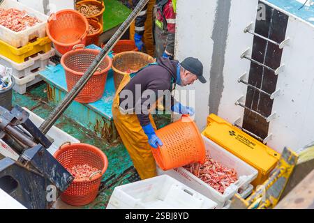 Fischer im Hafen von Troon entladen ihren Fang an Langoustinen, die an diesem Tag frisch gefangen wurden. Troon, Ayrshire, Schottland, Großbritannien Stockfoto