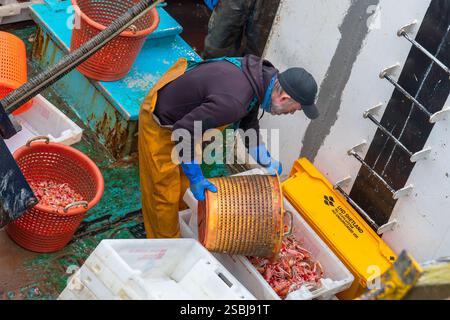 Fischer im Hafen von Troon entladen ihren Fang an Langoustinen, die an diesem Tag frisch gefangen wurden. Troon, Ayrshire, Schottland, Großbritannien Stockfoto