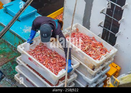 Fischer im Hafen von Troon entladen ihren Fang an Langoustinen, die an diesem Tag frisch gefangen wurden. Troon, Ayrshire, Schottland, Großbritannien Stockfoto