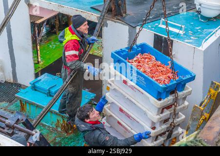 Fischer im Hafen von Troon entladen ihren Fang an Langoustinen, die an diesem Tag frisch gefangen wurden. Troon, Ayrshire, Schottland, Großbritannien Stockfoto