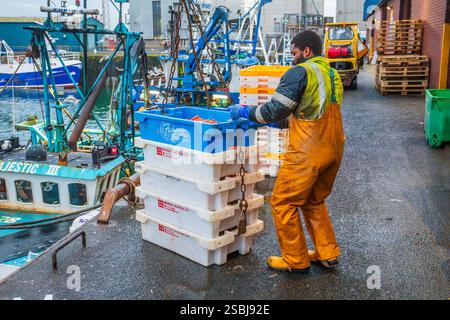 Fischer im Hafen von Troon entladen ihren Fang an Langoustinen, die an diesem Tag frisch gefangen wurden. Troon, Ayrshire, Schottland, Großbritannien Stockfoto