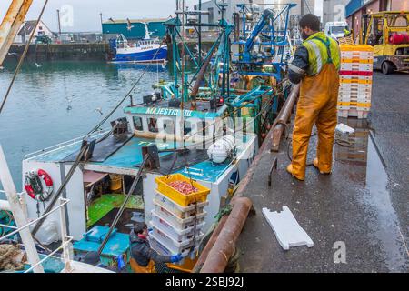 Fischer im Hafen von Troon entladen ihren Fang an Langoustinen, die an diesem Tag frisch gefangen wurden. Troon, Ayrshire, Schottland, Großbritannien Stockfoto