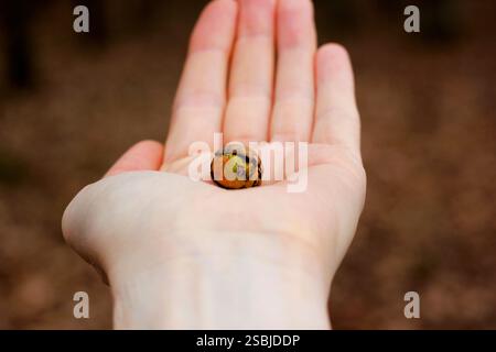 Nahaufnahme einer keimenden Eichel, die in kaukasischer Hand auf braunem Hintergrund gehalten wird Stockfoto