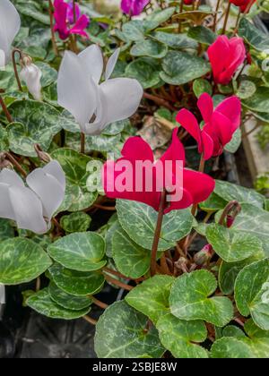 Helle Cyclamen-Blüten in weiß-, Rosa- und Rottönen, umgeben von verschiedenen grünen Blättern in einer üppigen Gartenumgebung. Stockfoto