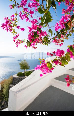 Blühende rosa Bougainvillea vor dem Panorama der Caldera von Santorin, Kykladen, Griechenland Stockfoto