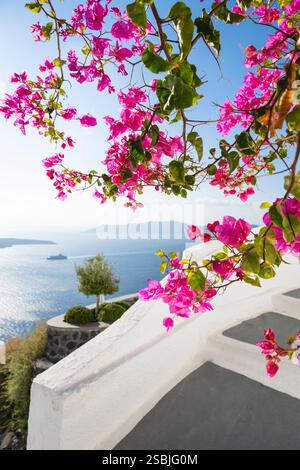 Blühende rosa Bougainvillea vor dem Panorama der Caldera von Santorin, Kykladen, Griechenland Stockfoto