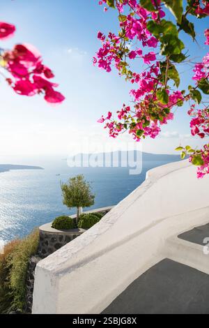Blühende rosa Bougainvillea vor dem Panorama der Caldera von Santorin, Kykladen, Griechenland Stockfoto