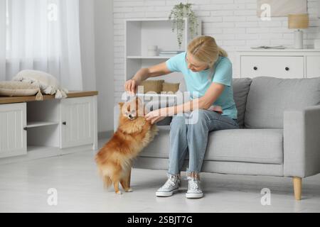 Reife Frau füttert süßen Pommerschen Hund auf Sofa zu Hause Stockfoto