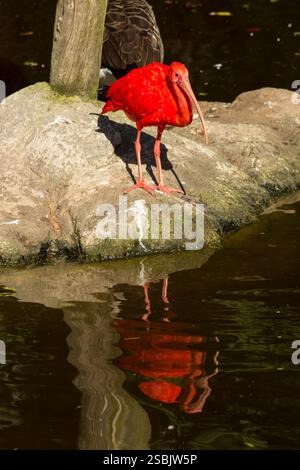Ein Scharlach Ibis, Eudocimus ruber, mit seiner Reflexion in einem kleinen, von Menschen gemachten Teich Stockfoto